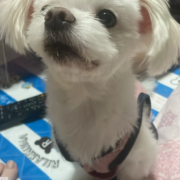 ゆめちゃん