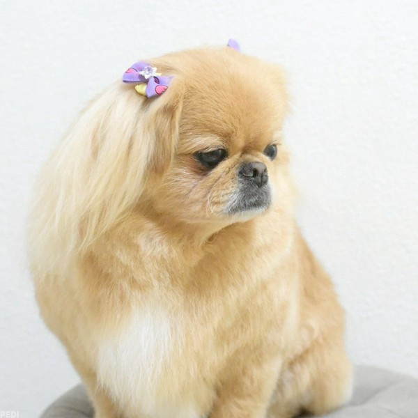 おもちちゃん