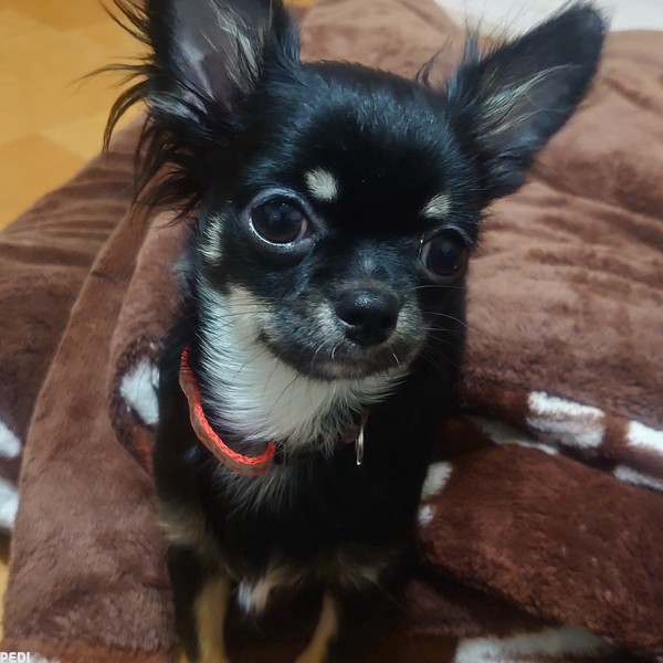 クウくん