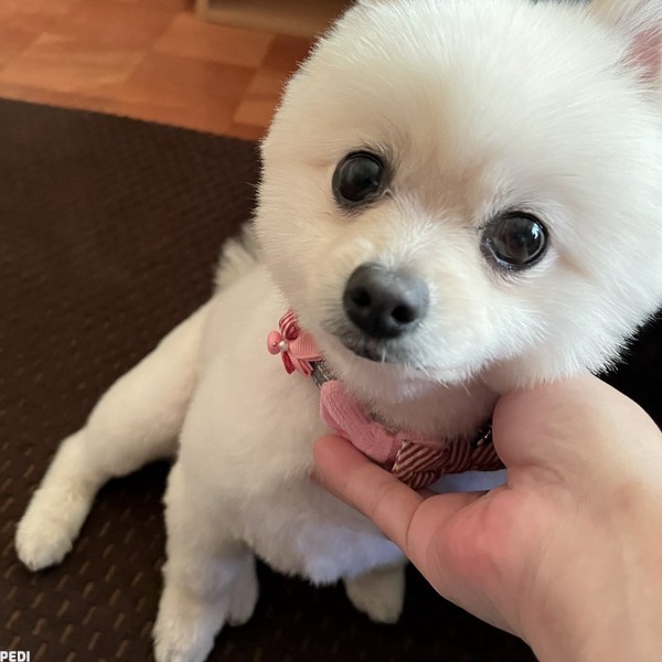 はるちゃん