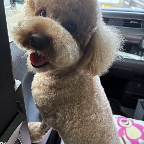 いちごくん