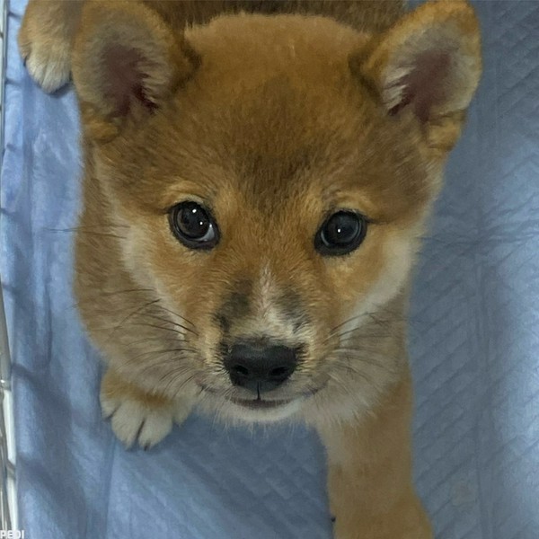 とらまるちゃん