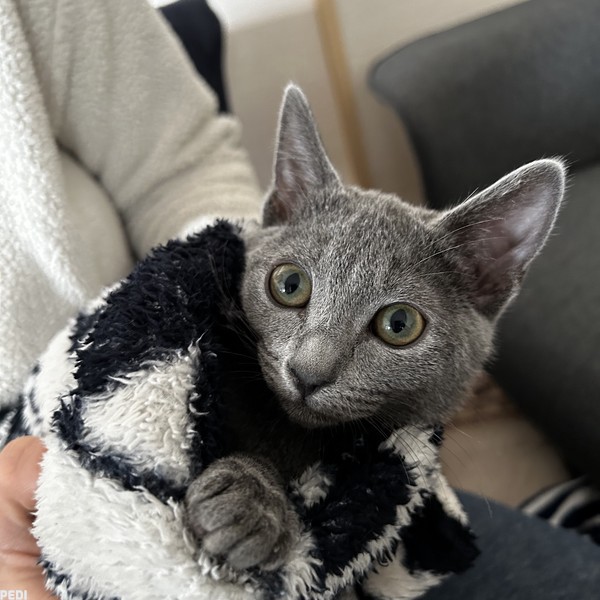 ルチルちゃん