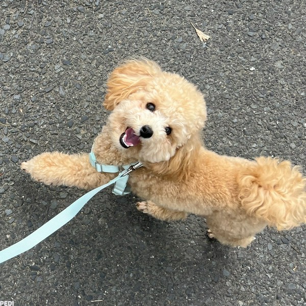 おこめくん
