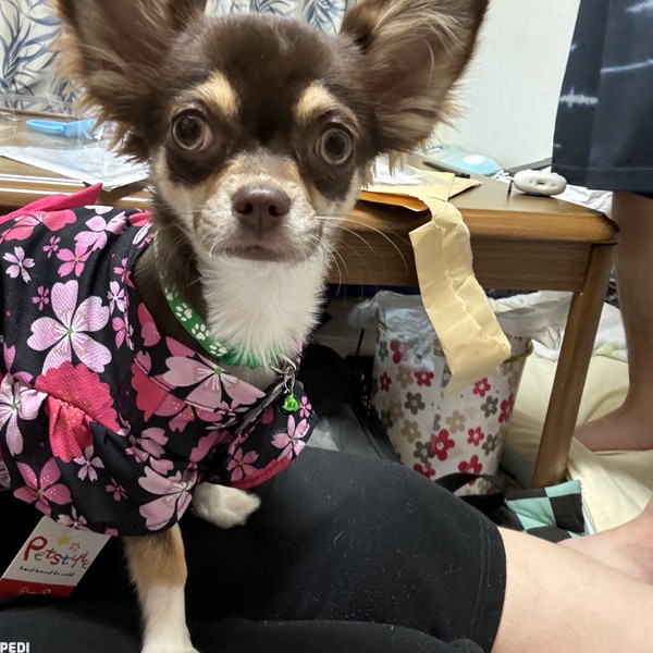 ここちゃん