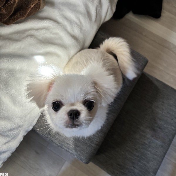 ぱにゃちゃん