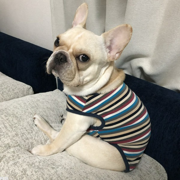 バスくん