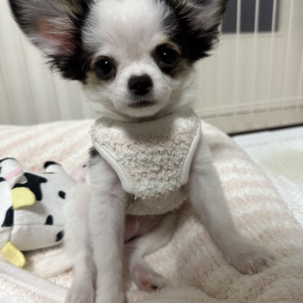 ACEくん