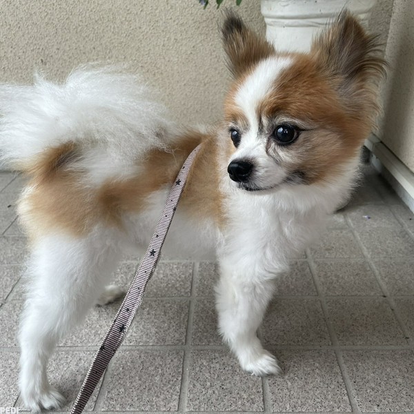 アロマくん