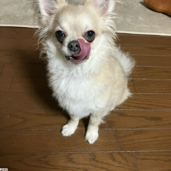 もかくん