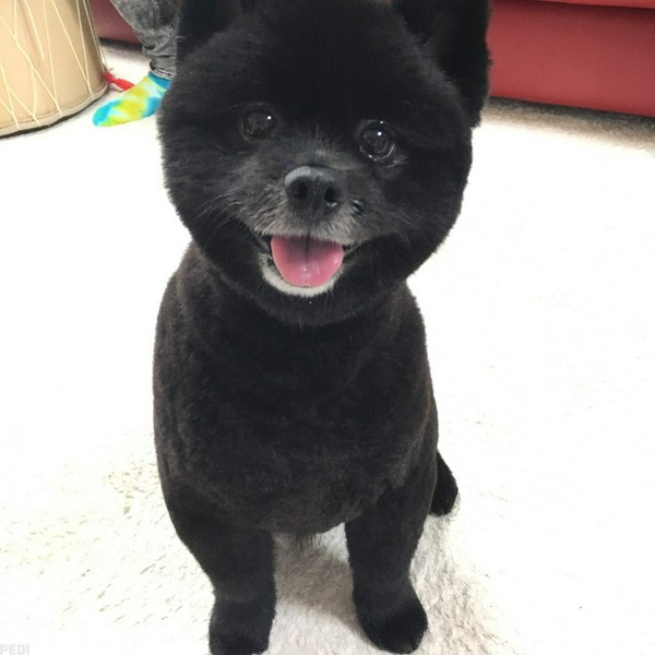 ぽんたくん