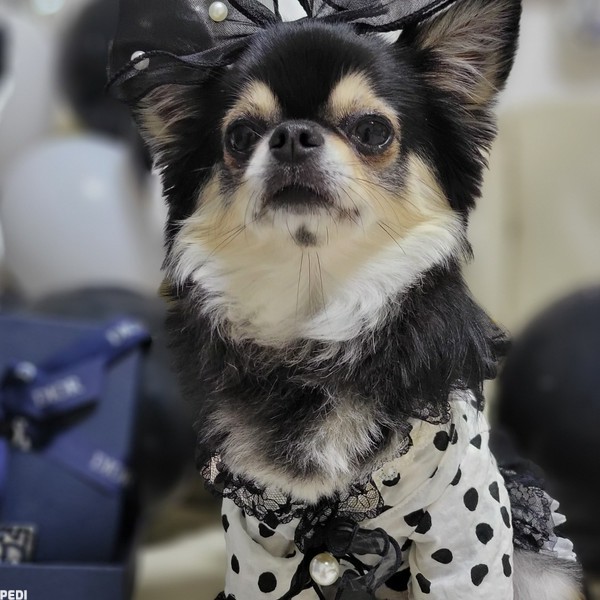 ライラちゃん