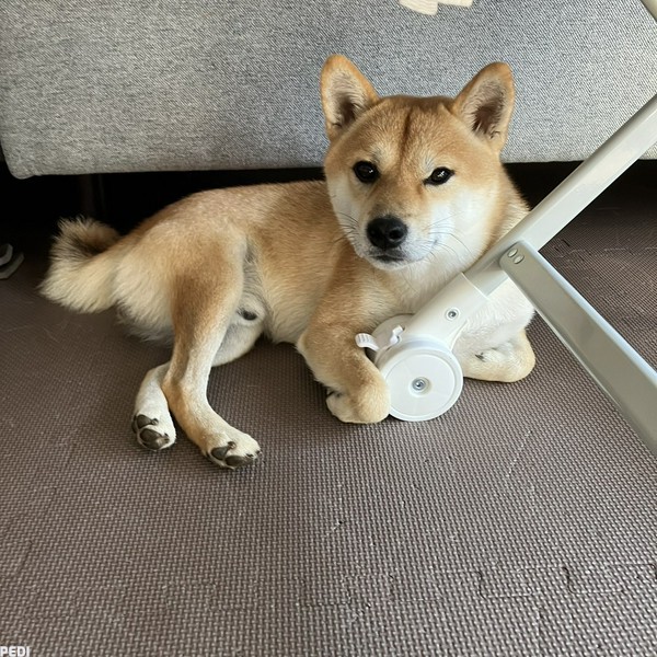 茶々丸くん