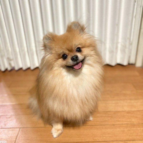 パディちゃん
