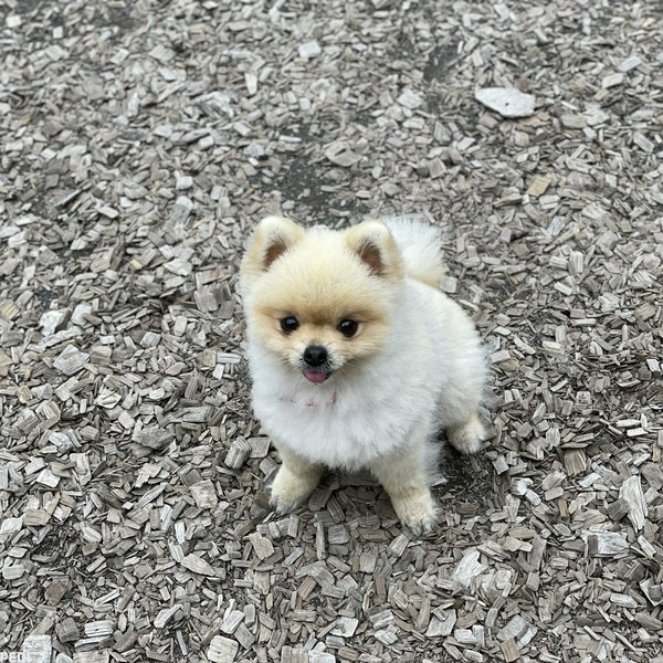 ぽぽちゃん