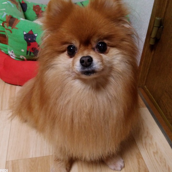 ルビィちゃん