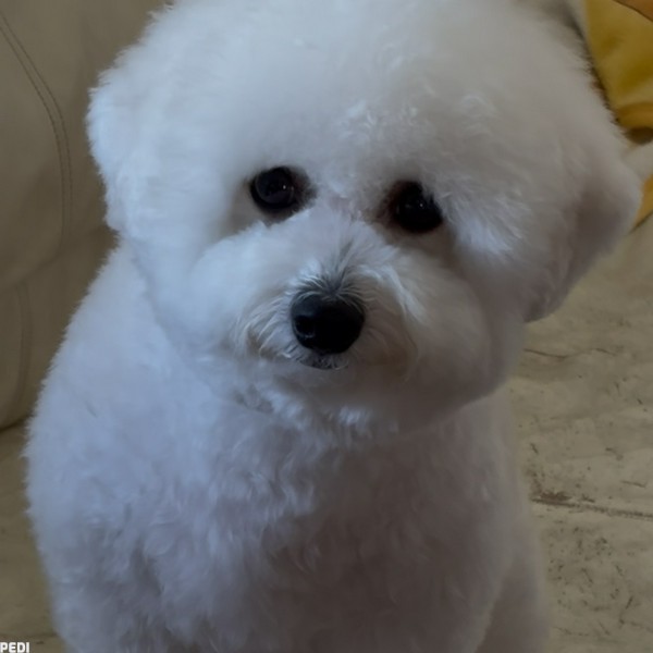 歩子ちゃん