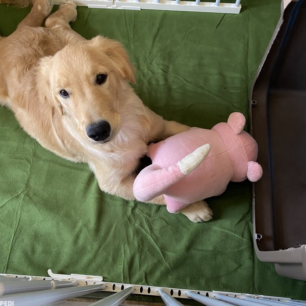 むぎちゃちゃん