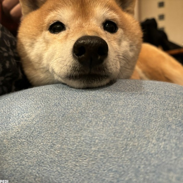 まめくん