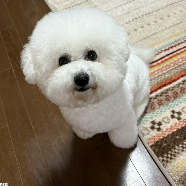 メイちゃん