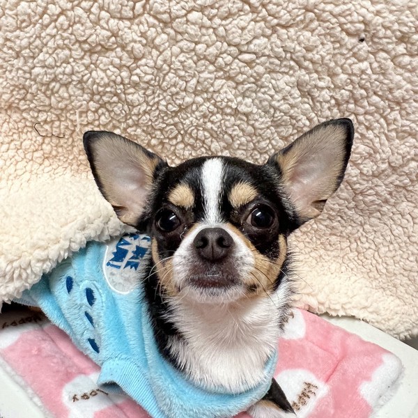 ポムくん