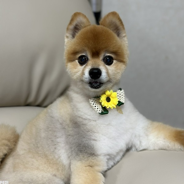 ふくくん