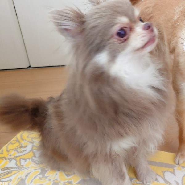 ラミちゃん