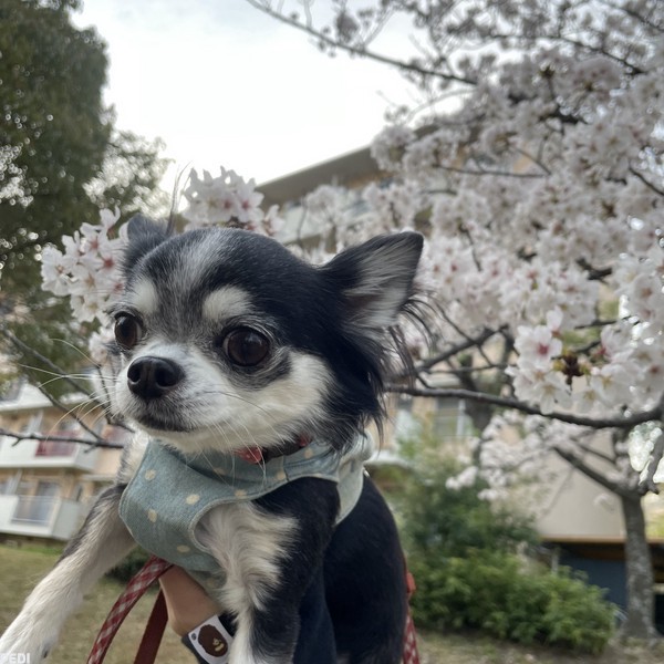 くうちゃん