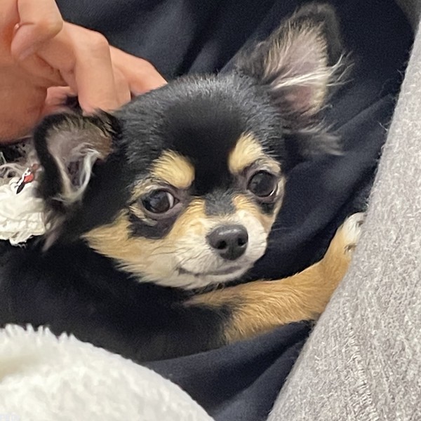 つくねちゃん