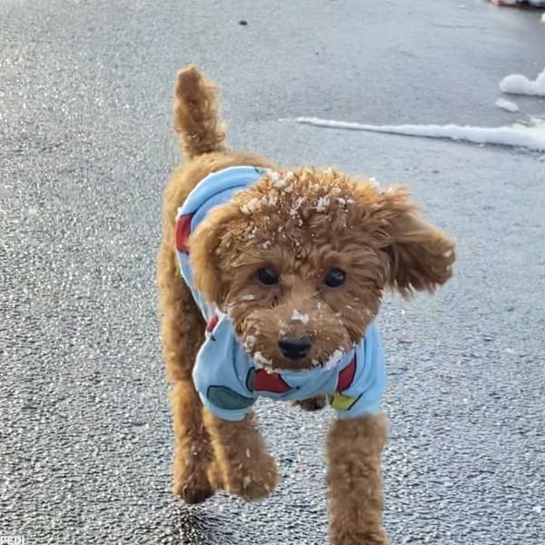 独歩くん