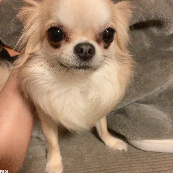 ルルちゃん