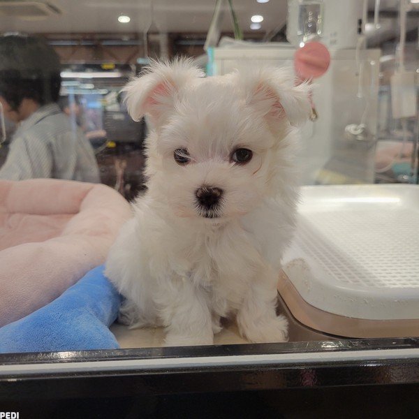 モアちゃん