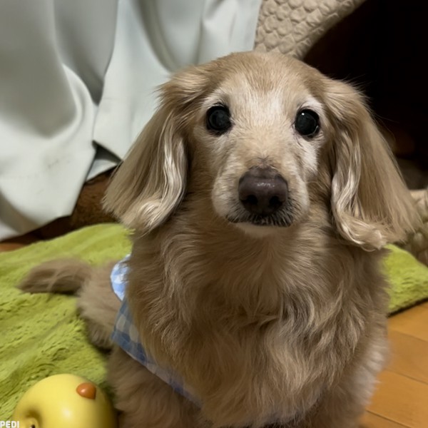 めりちゃん