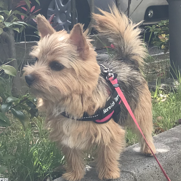 ややちゃん