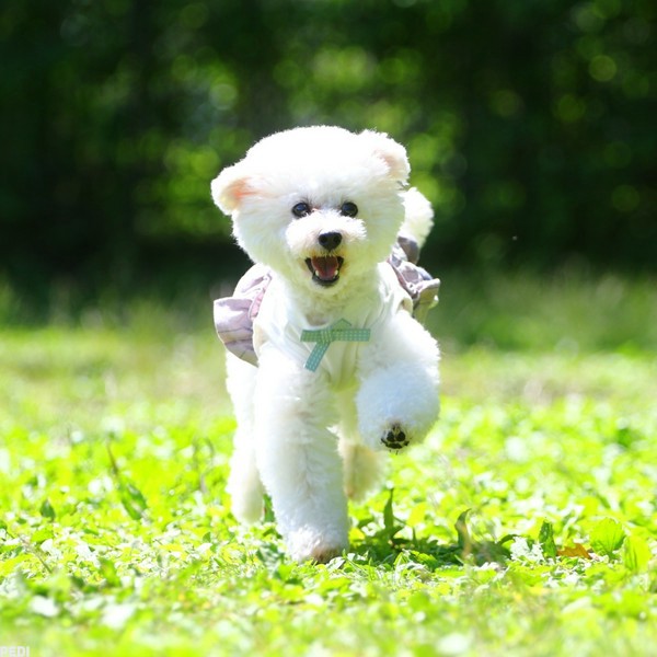 クラリスちゃん