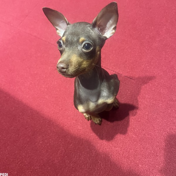 ベルくん