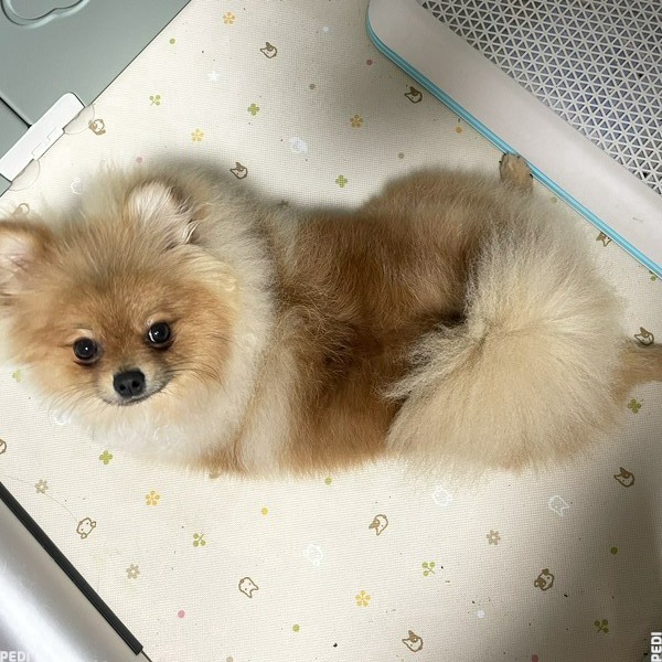 琥珀くん
