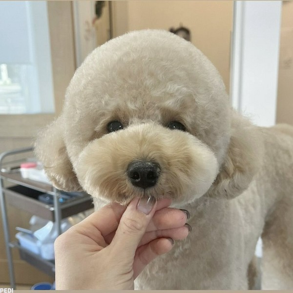 まろんくん