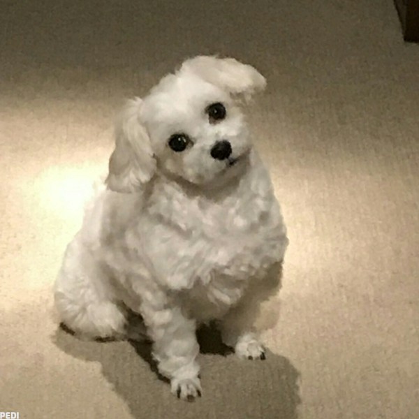 シュガーちゃん