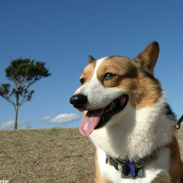 ジェイムスくん