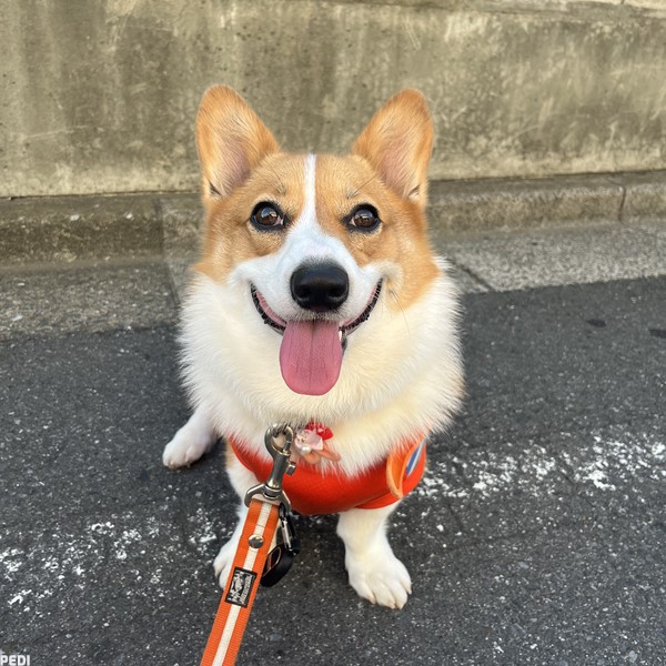うにちゃん