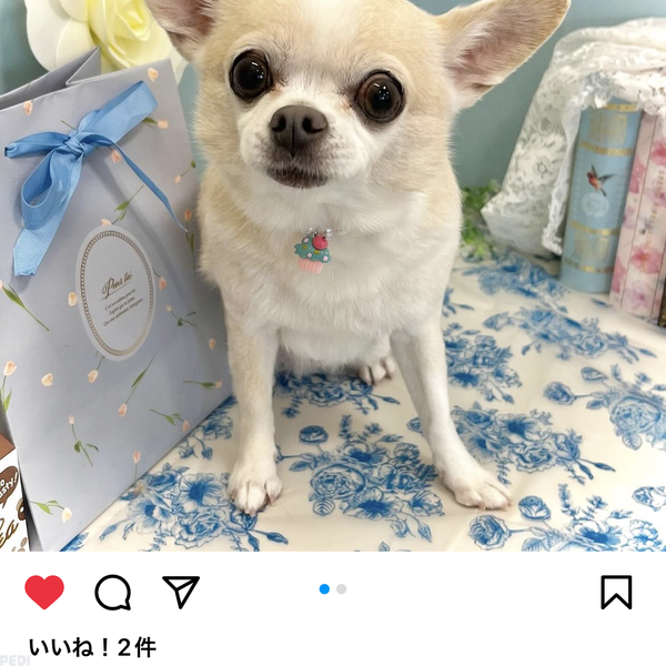 poohくん