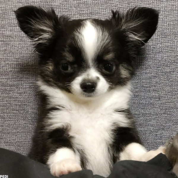 LULUくん