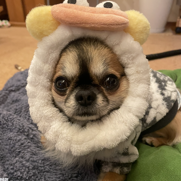 こたろうくん
