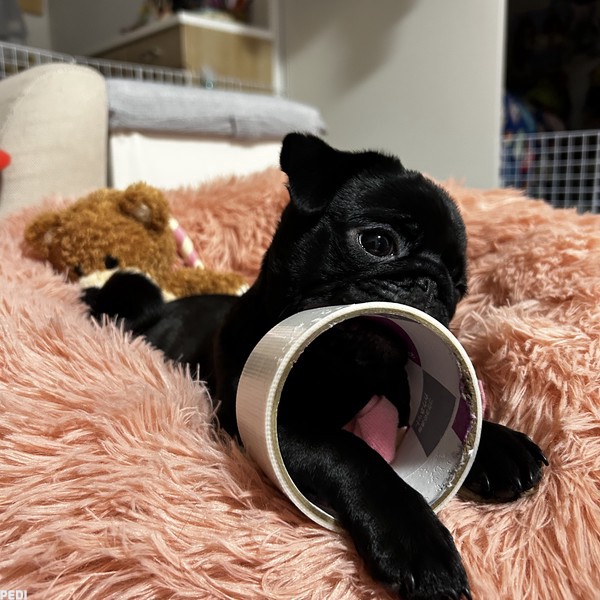 らすくちゃん
