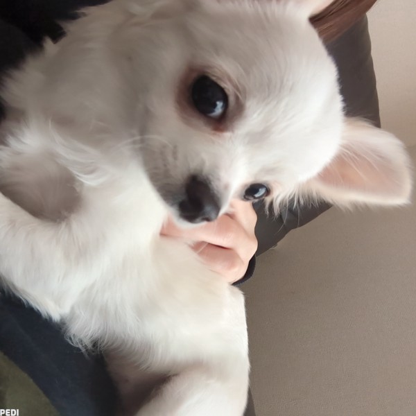 ぷちちゃん
