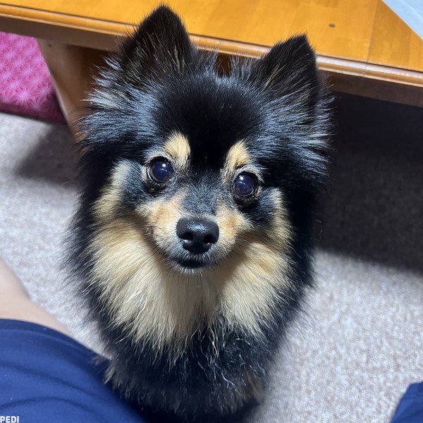 あんこちゃん