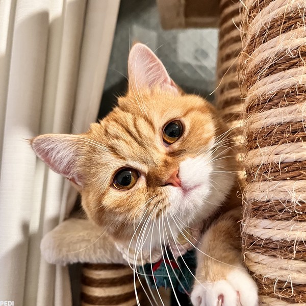 ふくっこちゃん