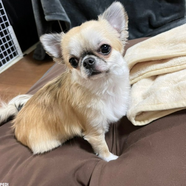 こまつちゃん